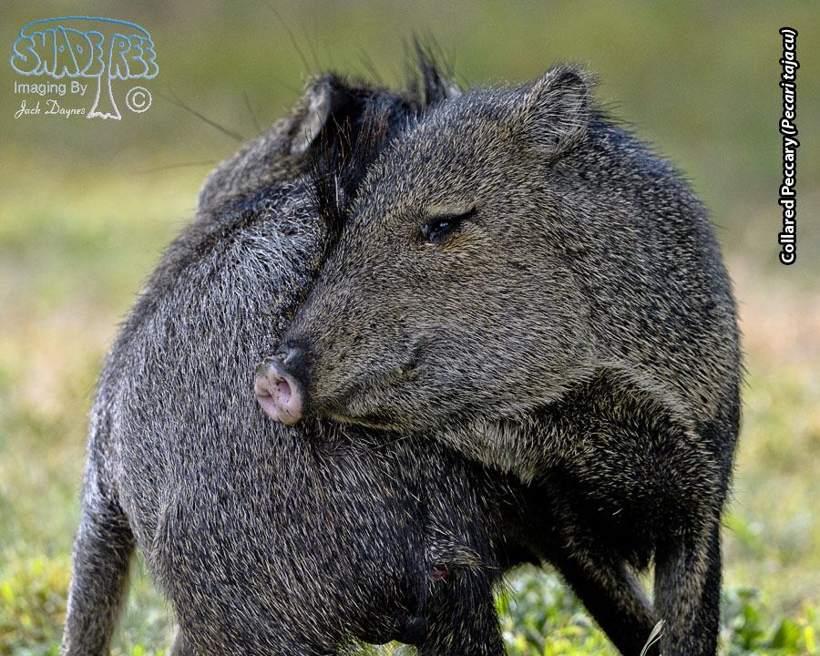 Collared Peccary - Pecari tajacu