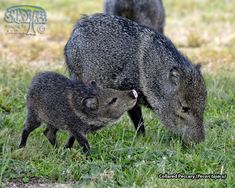 Collared Peccary - Pecari tajacu