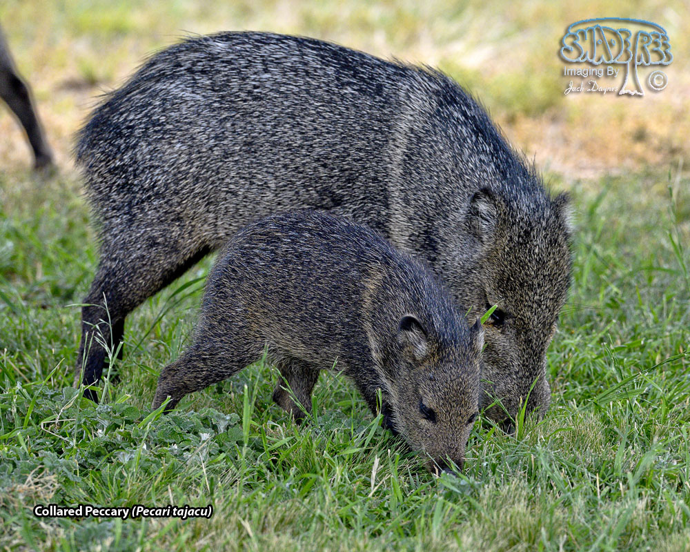 Collared Peccary - Pecari tajacu