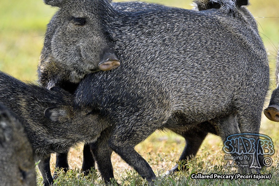 Collared Peccary - Pecari tajacu
