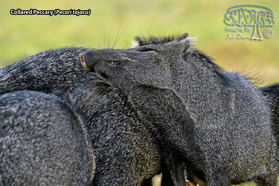 Collared Peccary - Pecari tajacu