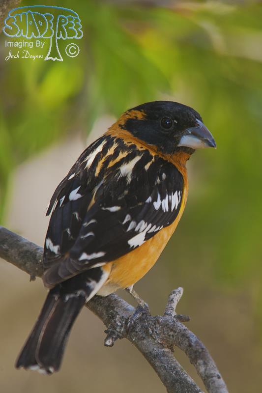 Black-Headed Grosbeak - Pheucticus melanocephalus