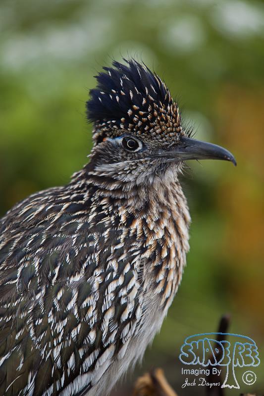 Greater Roadrunner - Geococcyx californianus