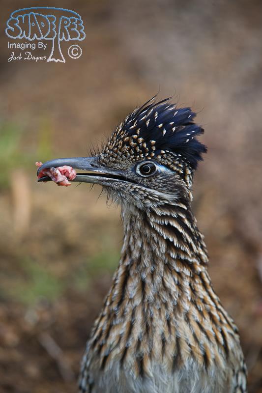 Greater Roadrunner - Geococcyx californianus