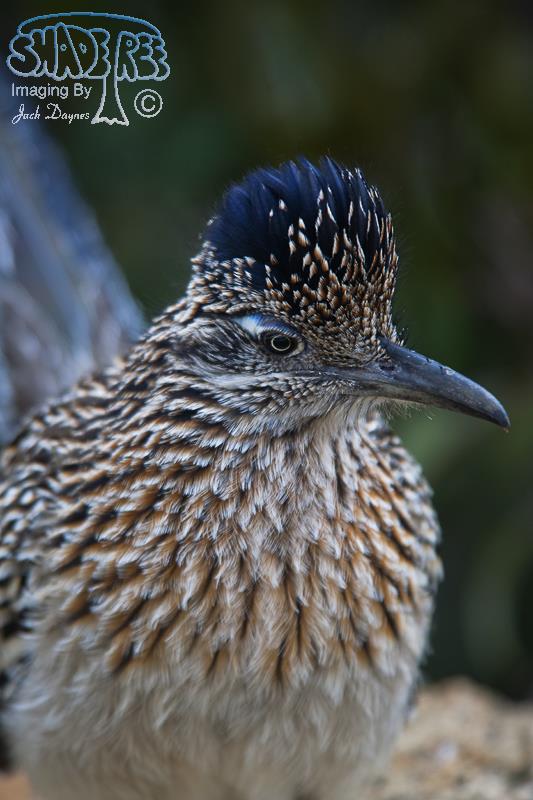 Greater Roadrunner - Geococcyx californianus