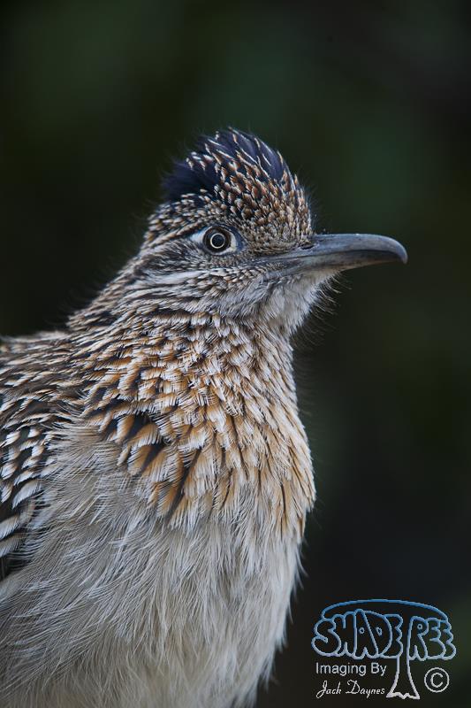 Greater Roadrunner - Geococcyx californianus