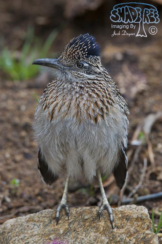 Greater Roadrunner - Geococcyx californianus