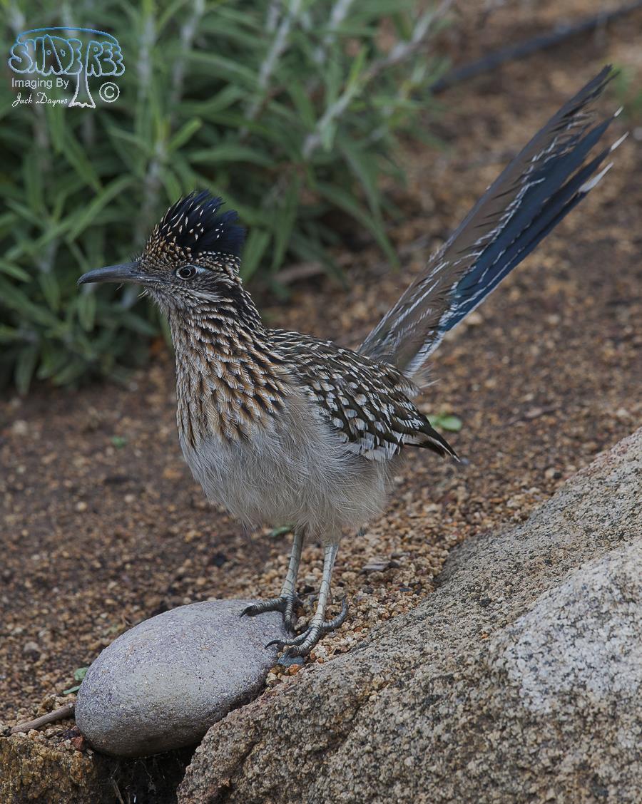 Greater Roadrunner - Geococcyx californianus