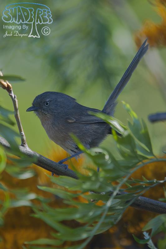 Wrentit - Chamaea fasciata