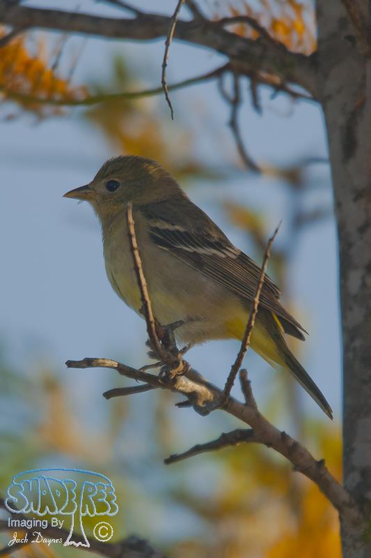 Western Tanager - Piranga ludoviciana