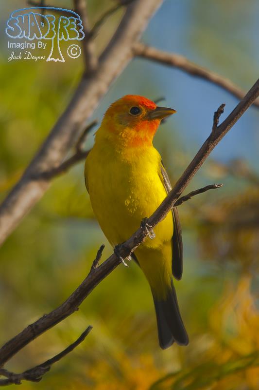 Western Tanager - Piranga ludoviciana