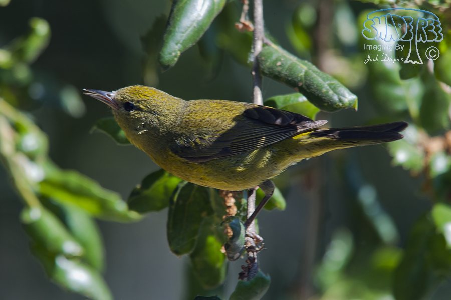 Orange-Crowned Warbler - Leiothlypis celata