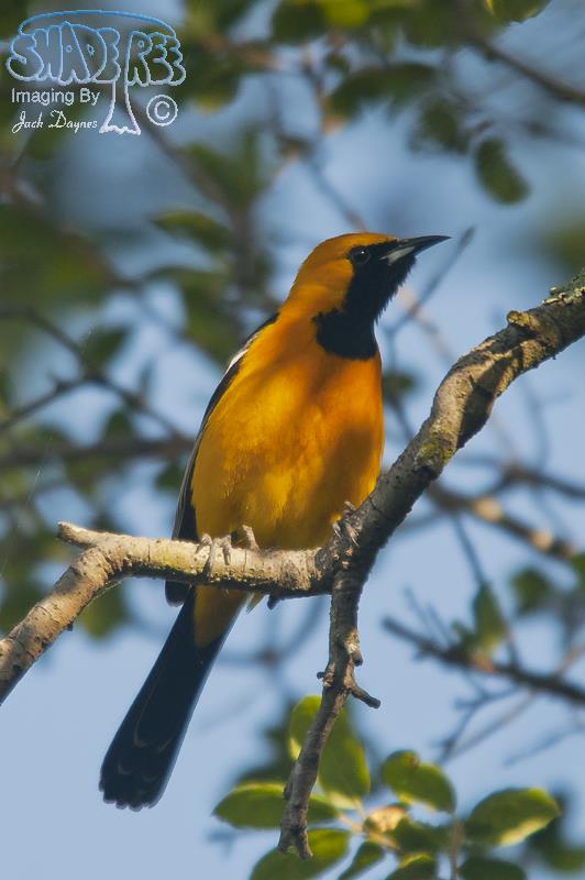Hooded Oriole - Icterus cucullatus