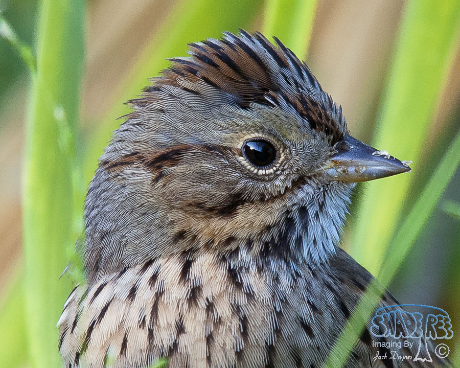 Lincoln's Sparrow - Melospiza lincolnii