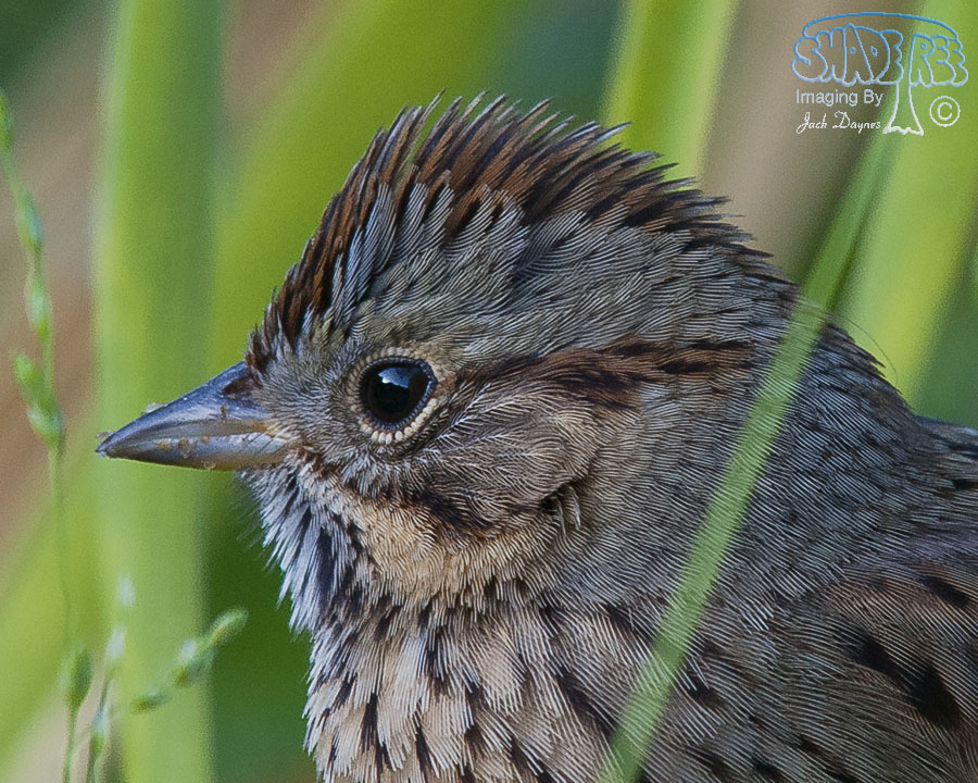 Lincoln's Sparrow - Melospiza lincolnii