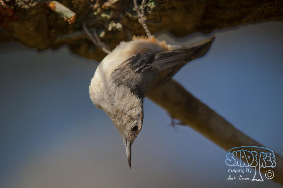 White-Breasted Nuthatch - Sitta carolinensis