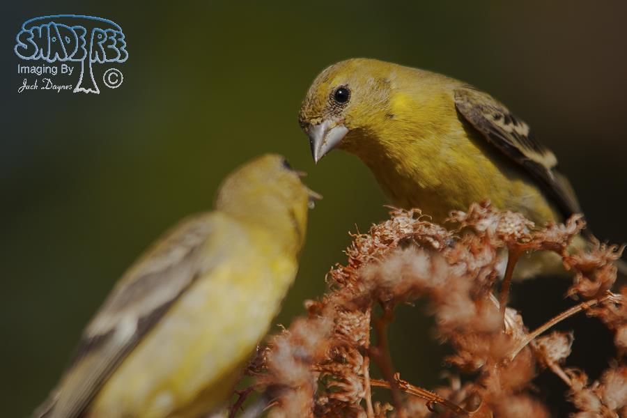 Lesser Goldfinch - Spinus psaltria