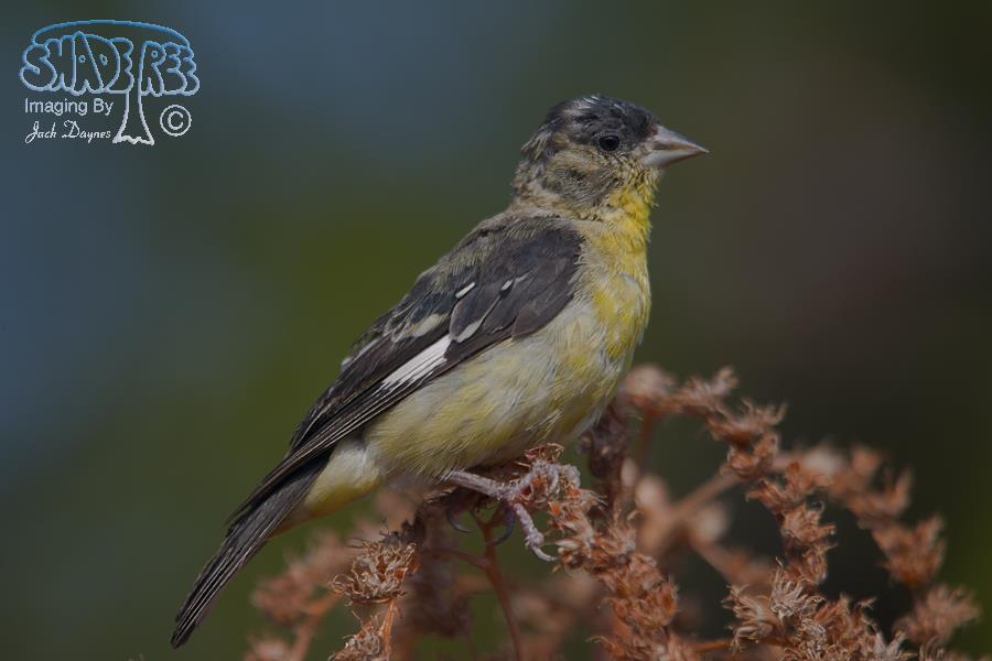 Lesser Goldfinch - Spinus psaltria