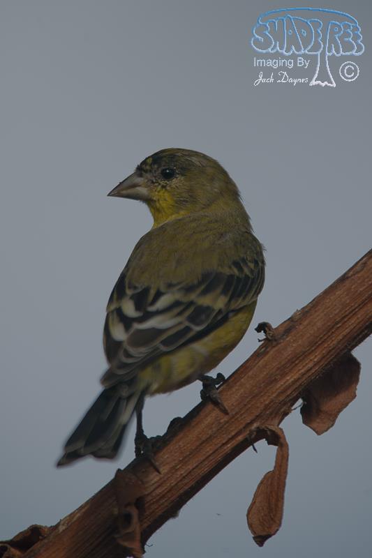 Lesser Goldfinch - Spinus psaltria