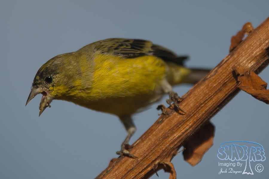 Lesser Goldfinch - Spinus psaltria