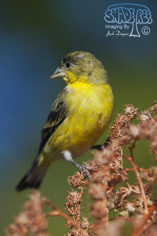 Lesser Goldfinch - Spinus psaltria