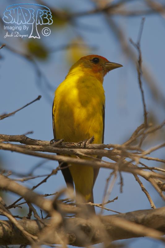 Western Tanager - Piranga ludoviciana