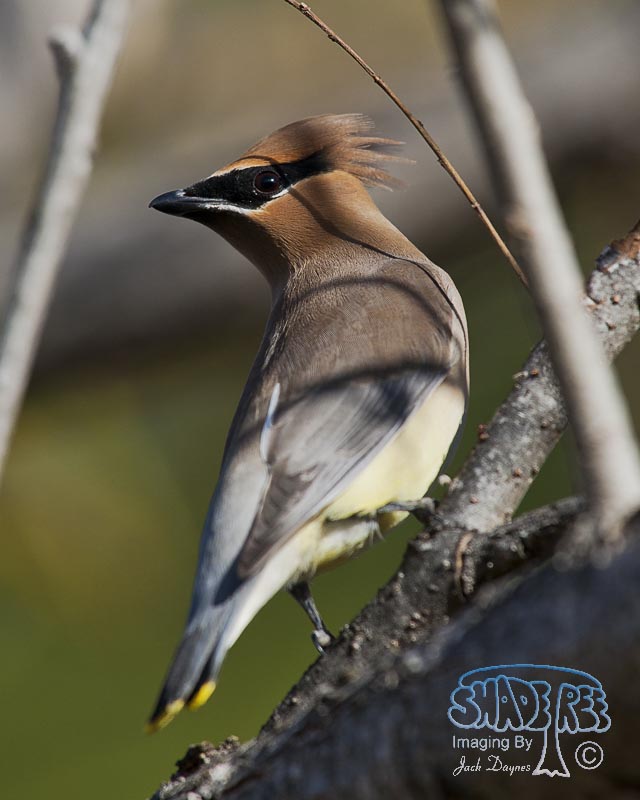 Cedar Waxwing - Bombycilla cedrorum