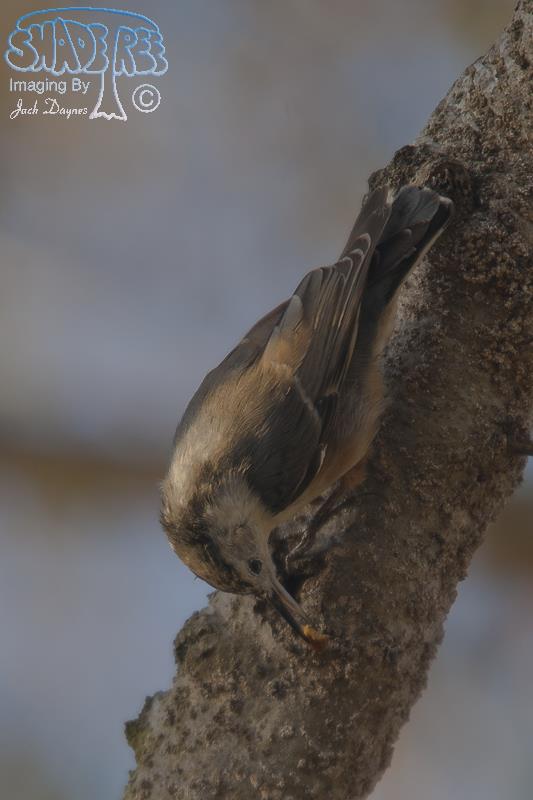 White-Breasted Nuthatch - Sitta carolinensis