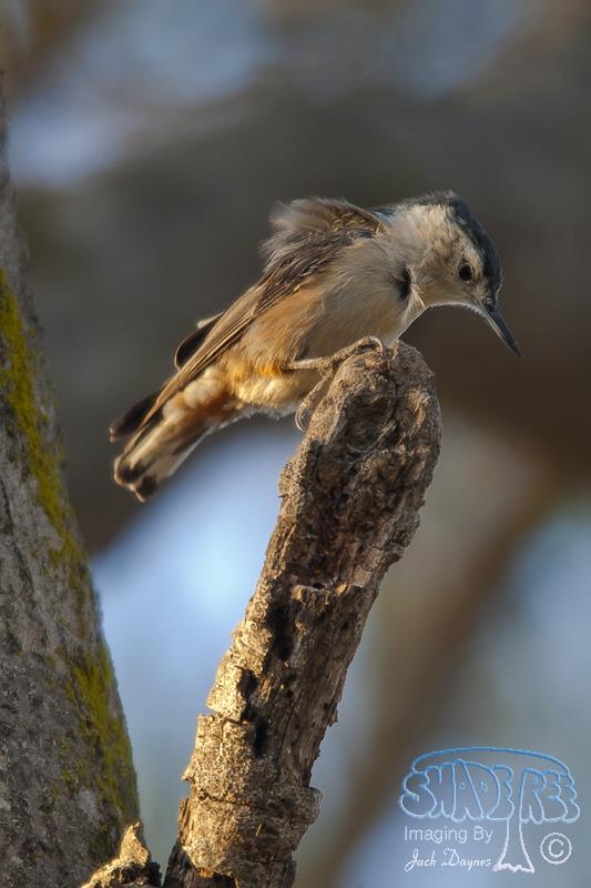 White-Breasted Nuthatch - Sitta carolinensis