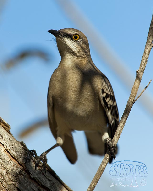 Northern Mockingbird - Mimus polyglottos