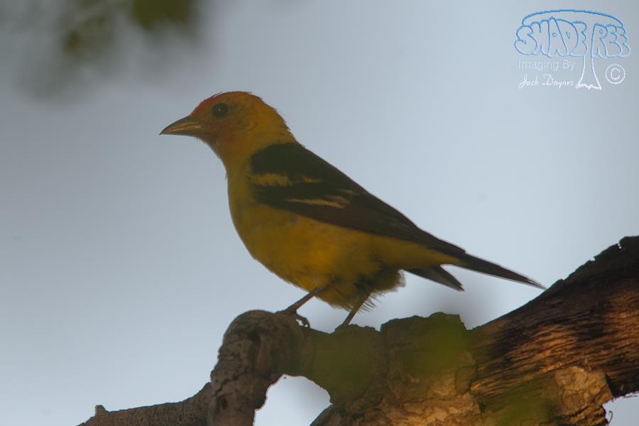 Western Tanager - Piranga ludoviciana