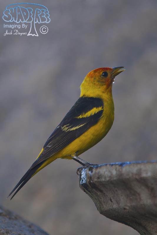 Western Tanager - Piranga ludoviciana