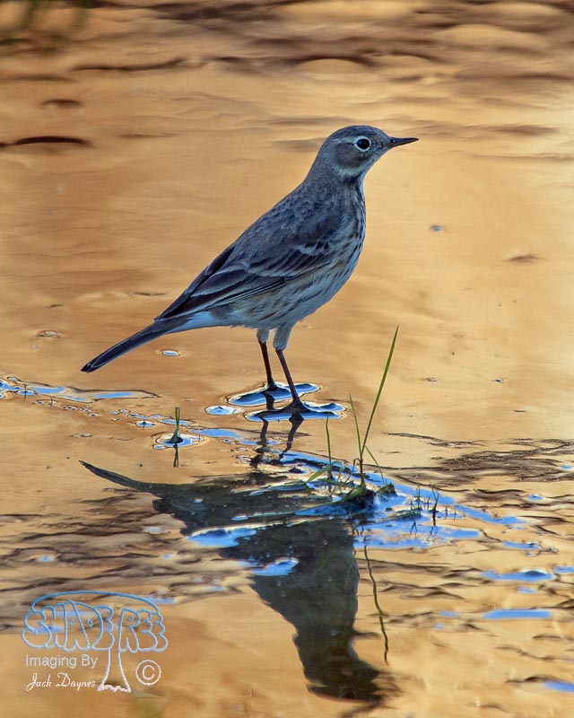 American Pipit - Anthus rubescens