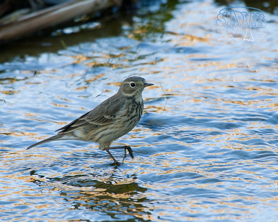 American Pipit - Anthus rubescens