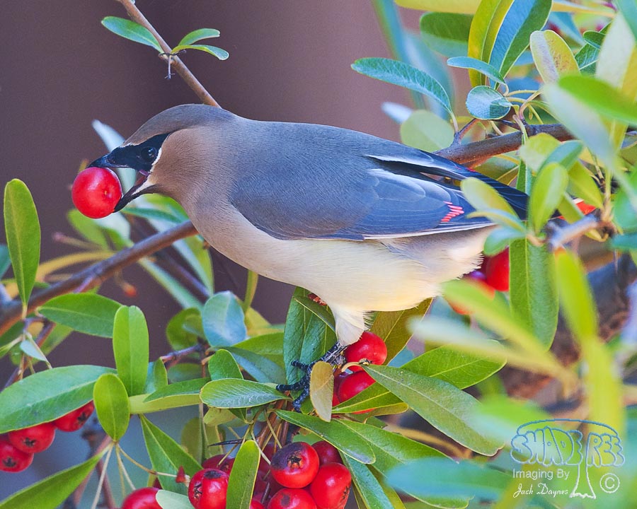 Cedar Waxwing - Bombycilla cedrorum