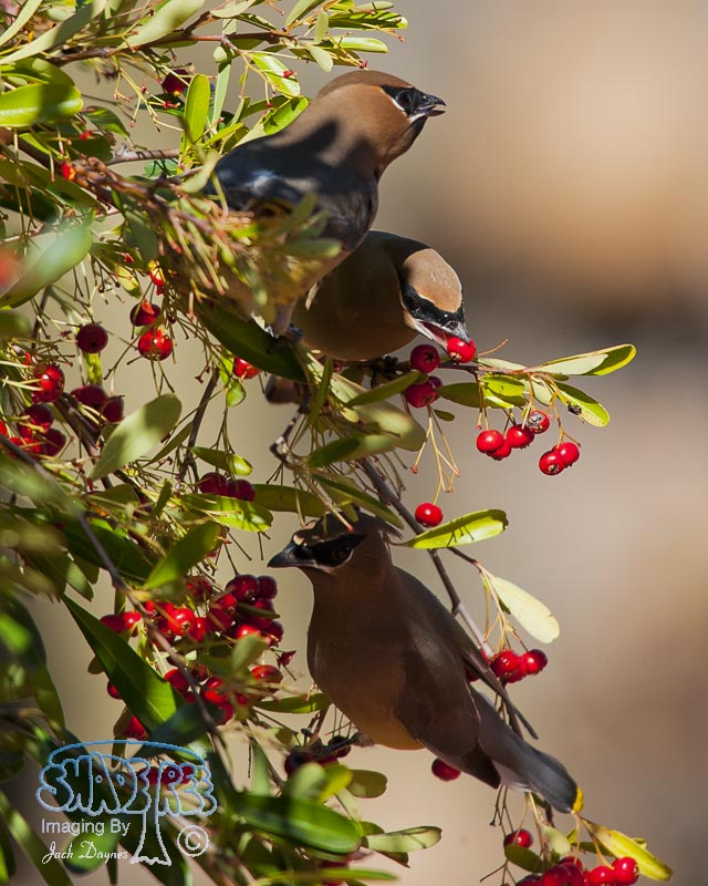 Cedar Waxwing - Bombycilla cedrorum