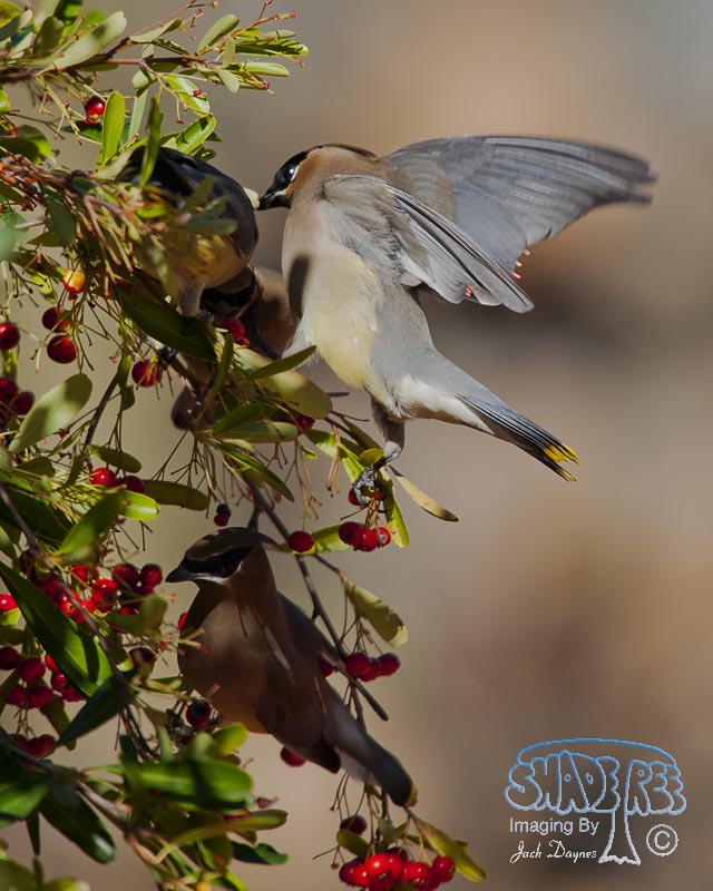 Cedar Waxwing - Bombycilla cedrorum