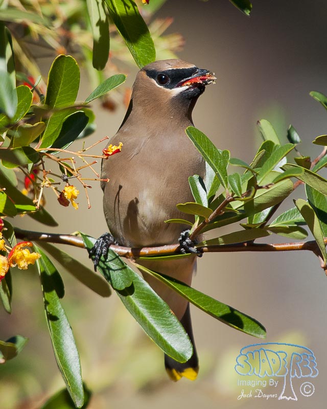 Cedar Waxwing - Bombycilla cedrorum