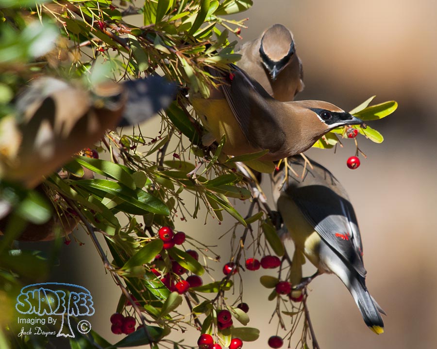 Cedar Waxwing - Bombycilla cedrorum
