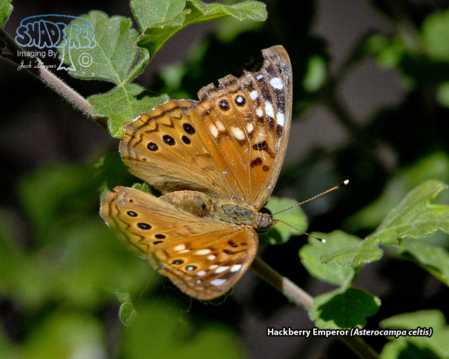 Hackberry Emperor - Asterocampa celtis