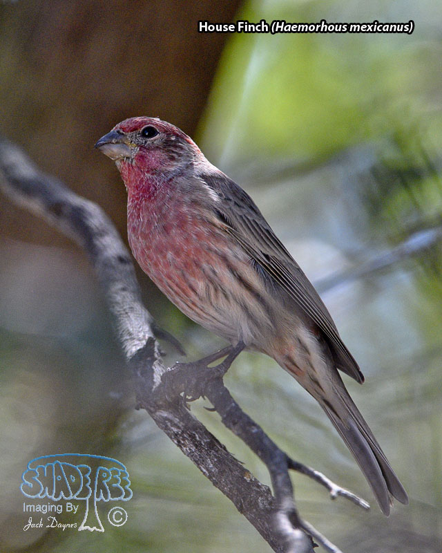 House Finch - Haemorhous mexicanus