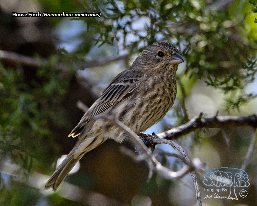 House Finch - Haemorhous mexicanus