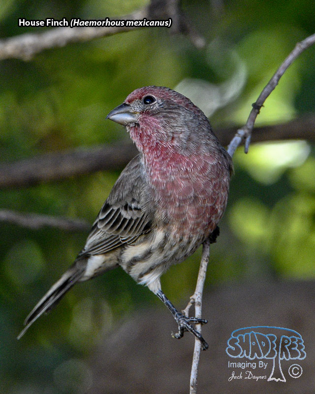 House Finch - Haemorhous mexicanus