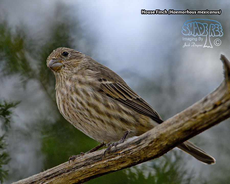 House Finch - Haemorhous mexicanus