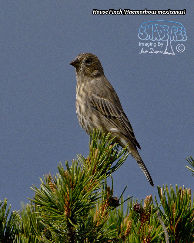 House Finch - Haemorhous mexicanus