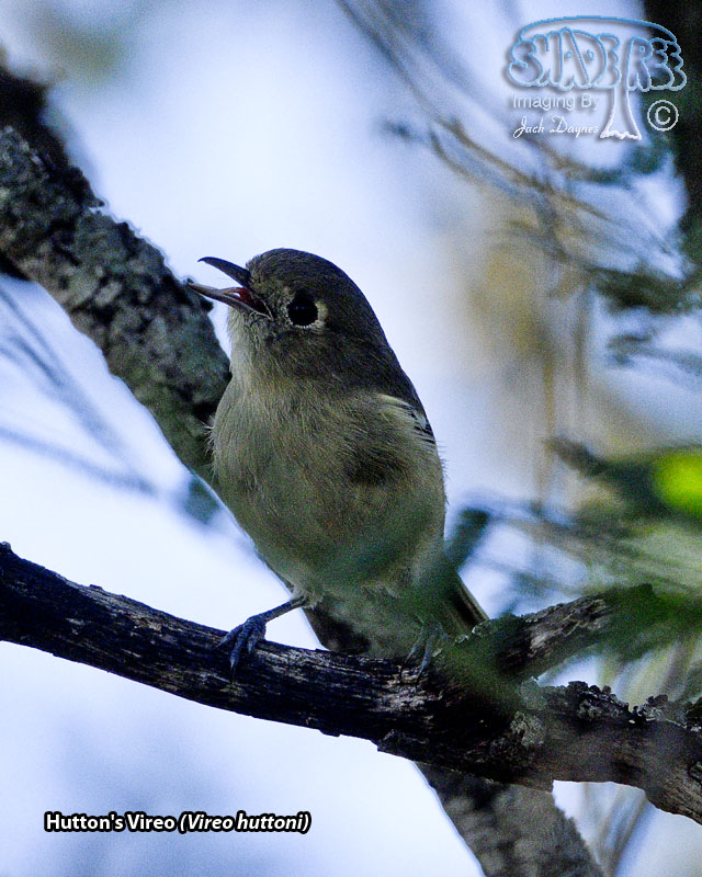 Hutton's Vireo - Vireo huttoni