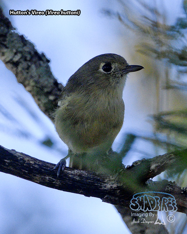 Hutton's Vireo - Vireo huttoni