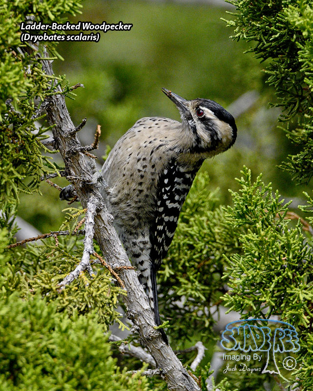 Ladder-Backed Woodpecker - Dryobates scalaris