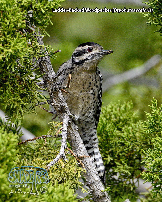 Ladder-Backed Woodpecker - Dryobates scalaris