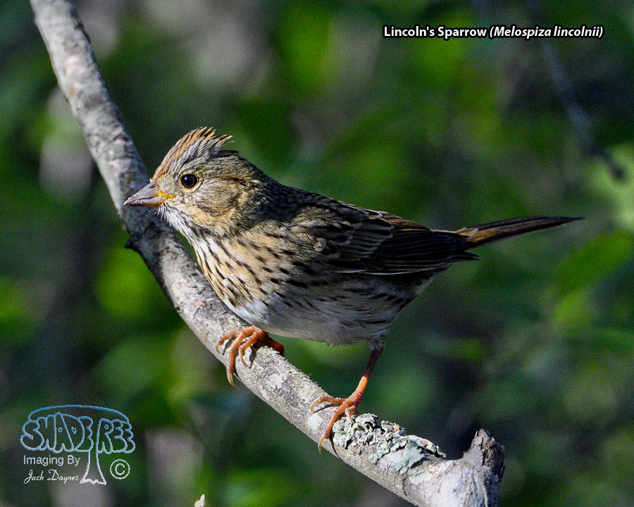 Lincoln's Sparrow - Melospiza lincolnii